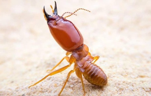 Termite Inspection